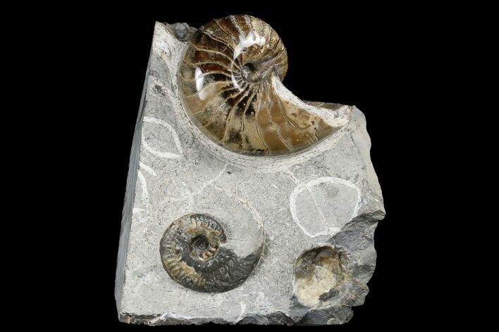 Polished Nautilus and Ammonite Fossil Association - England #180258